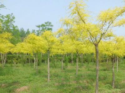 【金葉槐】金葉槐樹苗價格_金葉槐基地