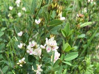 多花胡枝子和胡枝子的區別