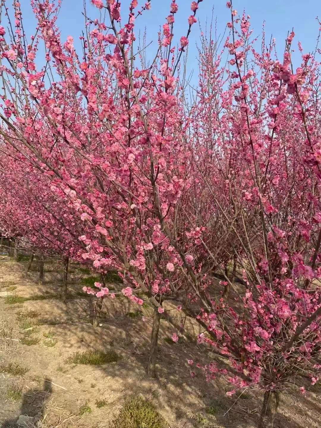 紅梅樹產地在中國哪里