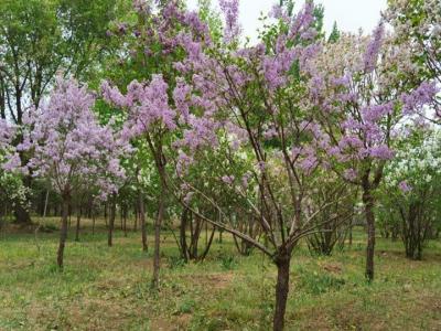 丁香樹開什么顏色的花